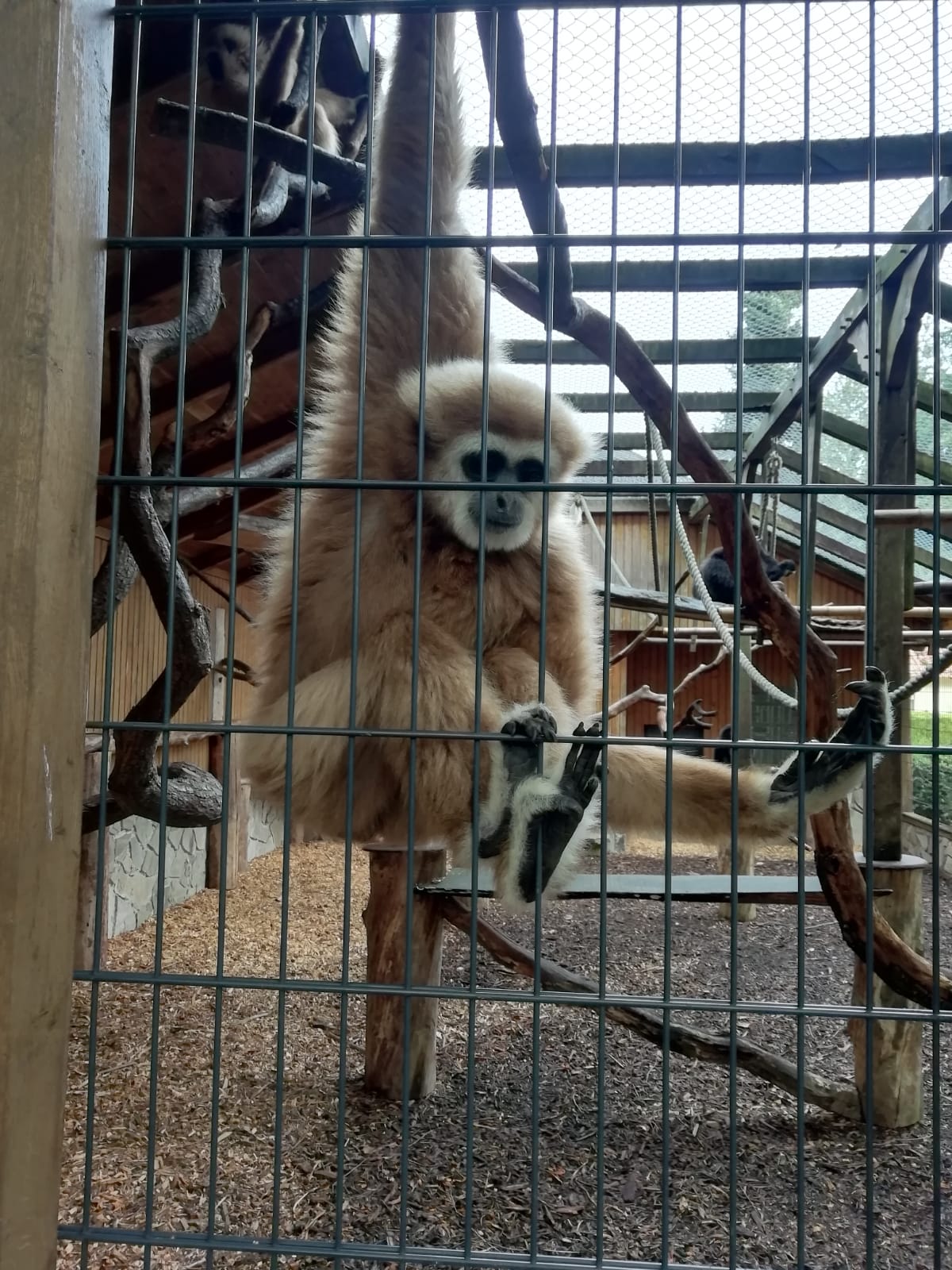S. 10 Ausflug Tierpark Ströhen 2023 Kirche Sylbach Affe